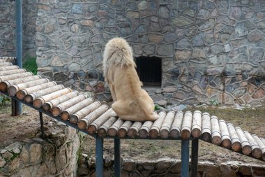 Hayvanat bahçesindeki büyük bir aslan bankta oturuyor. Yüksek kalite fotoğraf