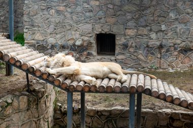 Yetişkin bir aslan Taşkent hayvanat bahçesinde yatıyor. Yüksek kalite fotoğraf