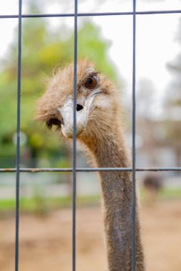 Taşkent 'te bir hayvanat bahçesinde yaşayan güzel bir devekuşu. Yüksek kalite fotoğraf