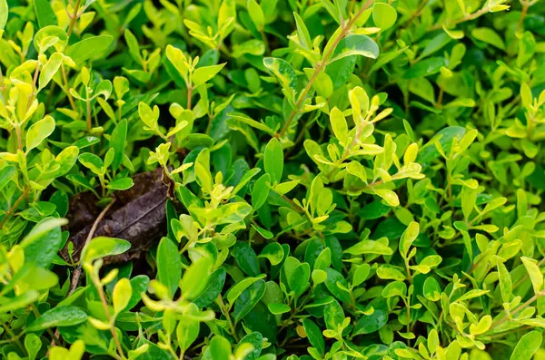 stock image Green Leafy plant in a park