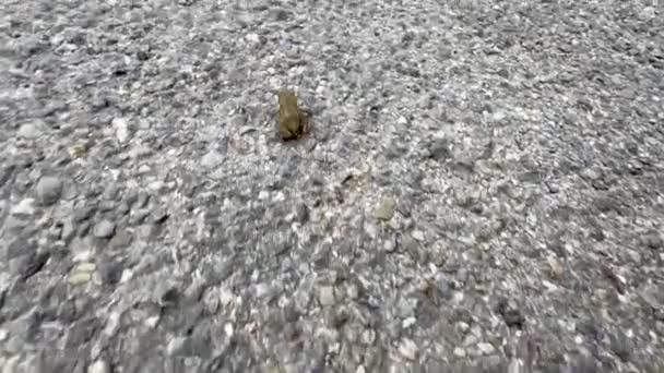 共通のヨーロッパのカエルのマクロ グリムプス ポリウォッグからアミファビアンまで フレッシュウォーターポンドによる灰色の石の上の週の成長の旅 — ストック動画