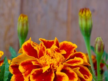 Yazın ortasında çiçek açan Fransız kadife çiçeği (Tagetes Patula): Serene Garden 'da yemyeşil, turuncu, kırmızı ve yeşil renkli canlı bir duvar halısı - Doğanın Görkemli Estetik Makro Çalışması