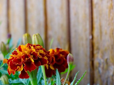 Yazın ortasında çiçek açan Fransız kadife çiçeği (Tagetes Patula): Serene Garden 'da yemyeşil, turuncu, kırmızı ve yeşil renkli canlı bir duvar halısı - Doğanın Görkemli Estetik Makro Çalışması