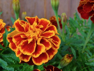 Yazın ortasında çiçek açan Fransız kadife çiçeği (Tagetes Patula): Serene Garden 'da yemyeşil, turuncu, kırmızı ve yeşil renkli canlı bir duvar halısı - Doğanın Görkemli Estetik Makro Çalışması