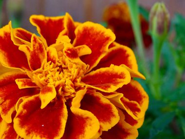 Yazın ortasında çiçek açan Fransız kadife çiçeği (Tagetes Patula): Serene Garden 'da yemyeşil, turuncu, kırmızı ve yeşil renkli canlı bir duvar halısı - Doğanın Görkemli Estetik Makro Çalışması