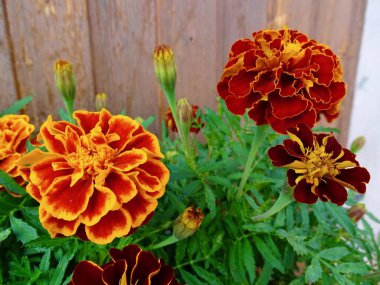 Yazın ortasında çiçek açan Fransız kadife çiçeği (Tagetes Patula): Serene Garden 'da yemyeşil, turuncu, kırmızı ve yeşil renkli canlı bir duvar halısı - Doğanın Görkemli Estetik Makro Çalışması