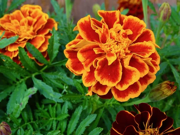 Yazın ortasında çiçek açan Fransız kadife çiçeği (Tagetes Patula): Serene Garden 'da yemyeşil, turuncu, kırmızı ve yeşil renkli canlı bir duvar halısı - Doğanın Görkemli Estetik Makro Çalışması