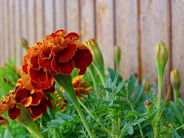 Yazın ortasında çiçek açan Fransız kadife çiçeği (Tagetes Patula): Serene Garden 'da yemyeşil, turuncu, kırmızı ve yeşil renkli canlı bir duvar halısı - Doğanın Görkemli Estetik Makro Çalışması
