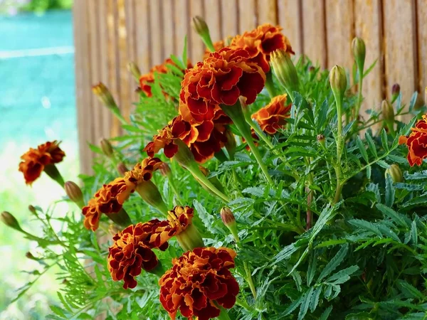 Yazın ortasında çiçek açan Fransız kadife çiçeği (Tagetes Patula): Serene Garden 'da yemyeşil, turuncu, kırmızı ve yeşil renkli canlı bir duvar halısı - Doğanın Görkemli Estetik Makro Çalışması