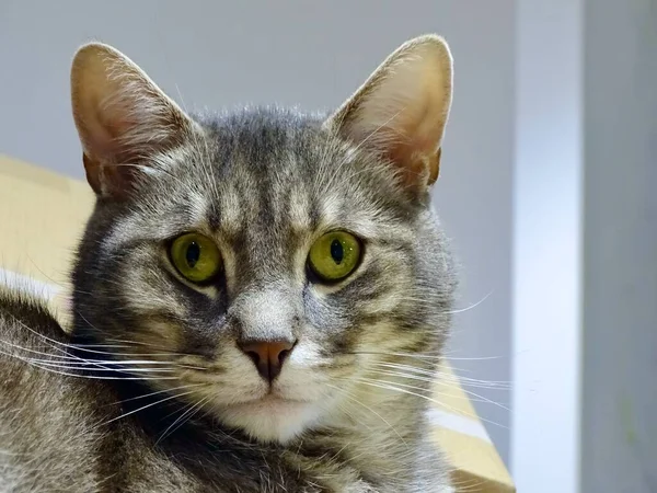 호기심 달콤한 Tabby의 매혹적인 풍경에서 주목을 가정용 고양이 클로즈업 초상화 — 스톡 사진