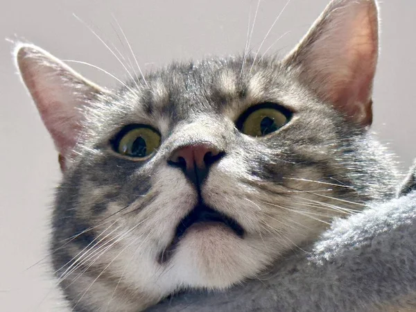 Retrato Cerca Gatito Tabby Divertido Con Cabeza Colgando Árbol Gato —  Fotos de Stock