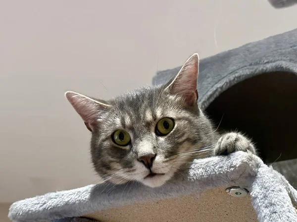 Närbild Porträtt Rolig Tabby Kitten Med Huvud Hänger Från Cat — Stockfoto