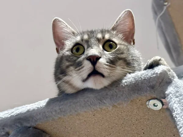 Closeup Retrato Gatinho Tabby Engraçado Com Cabeça Pendurada Árvore Gato — Fotografia de Stock