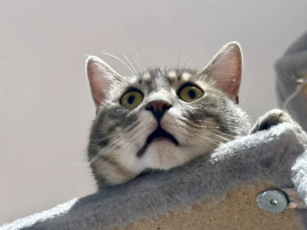Retrato Cerca Gatito Tabby Divertido Con Cabeza Colgando Árbol Gato — Foto de Stock