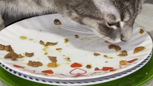 Close Van Een Schattig Grijs Tabby Kitten Eten Nat Voedsel — Stockvideo