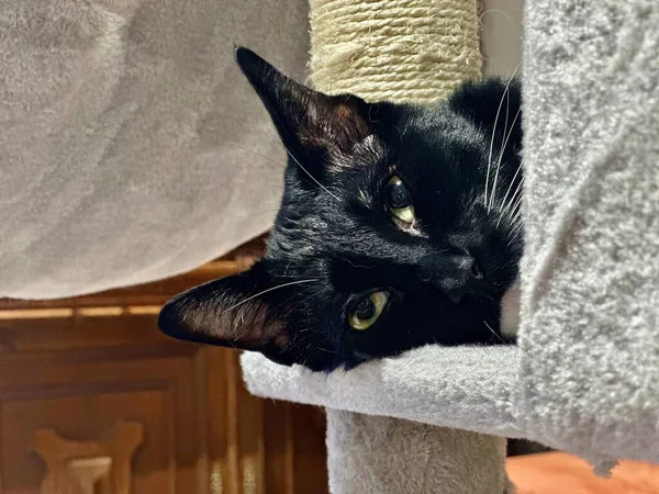 Portré Ból Egy Aranyos Fekete Sziámi Macska Pihenés Fej Egy — Stock Fotó