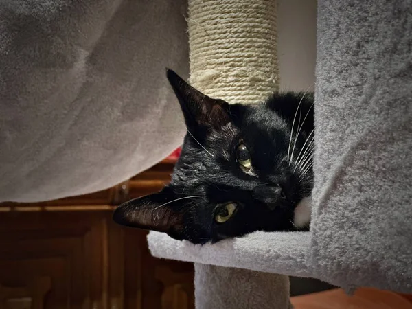 Portré Ból Egy Aranyos Fekete Sziámi Macska Pihenés Fej Egy — Stock Fotó