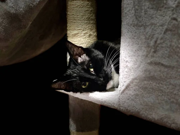 Портрет Симпатичной Черной Сиамской Кошки Покоящейся Головой Кошачьем Дереве — стоковое фото
