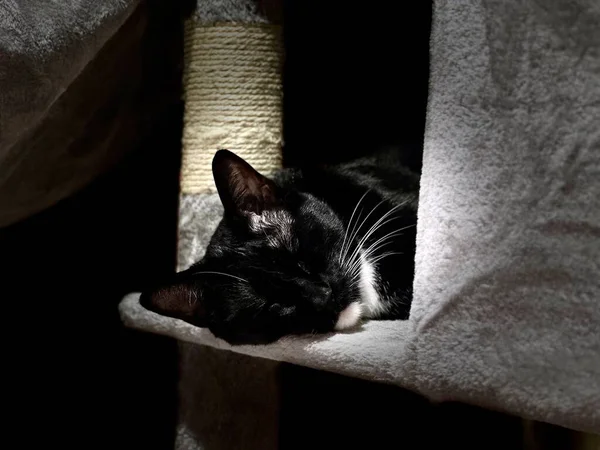Retrato Gato Siamês Preto Bonito Descansando Cabeça Uma Árvore Gato — Fotografia de Stock