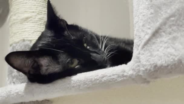 Retrato Lindo Gato Siamés Negro Descansando Cabeza Sobre Árbol Gato — Vídeo de stock