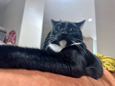 Kedi Ağacında Uzanmış Siyam Kedisi 'nin Düşük Açılı Görünümü Pençesi Genişletilmiş Komik Yüzler Yapıyor