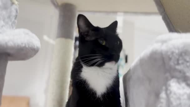 Słodki Czarny Kot Syjamski Uwodzenie Drzewie Kotów Delikatna Sztuka Żeńskiej — Wideo stockowe