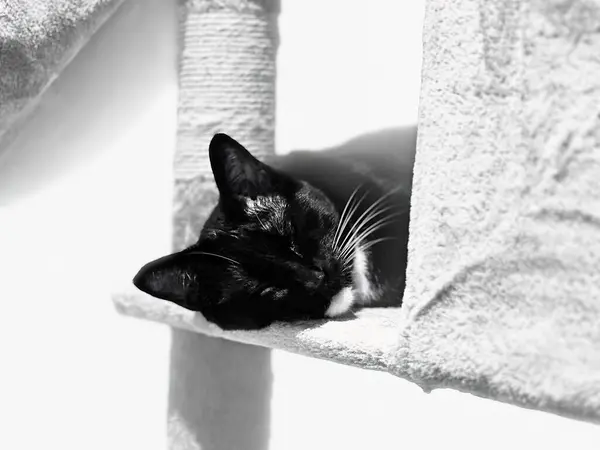 セリーン シアミーズ 猫の木の上に眠っているフェリーの肖像画 リラックスしたホワイトバックグラウンドと目を閉じる — ストック写真