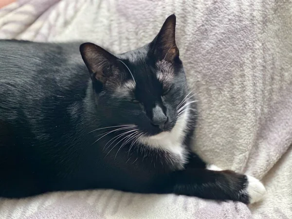 Nyugodt Portré Ból Egy Gyönyörű Fekete Fehér Felnőtt Sziámi Macska — Stock Fotó