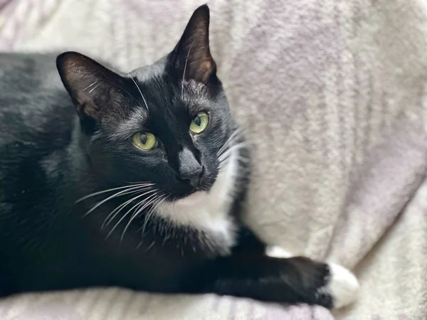Lugnt Porträtt Vacker Svart Och Vit Vuxen Siamesisk Katt Feline — Stockfoto