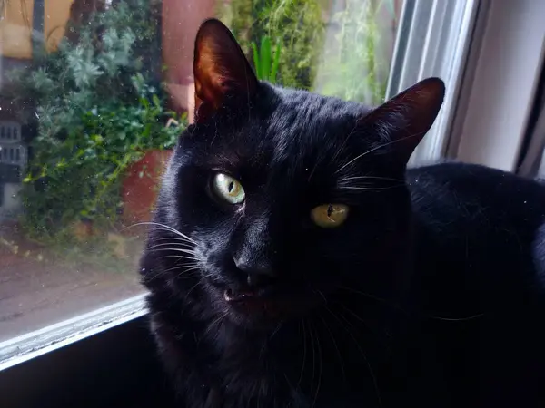 Árnyékban Egy Sötét Beltéri Portré Egy Fekete Macska Pillantásáról Bajuszáról — Stock Fotó