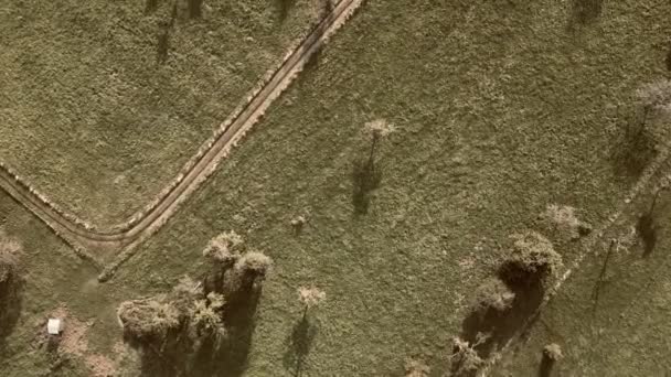 Vintage Sepia Air Ретро Drone Подорожі Над Лугом Дерева Низький — стокове відео