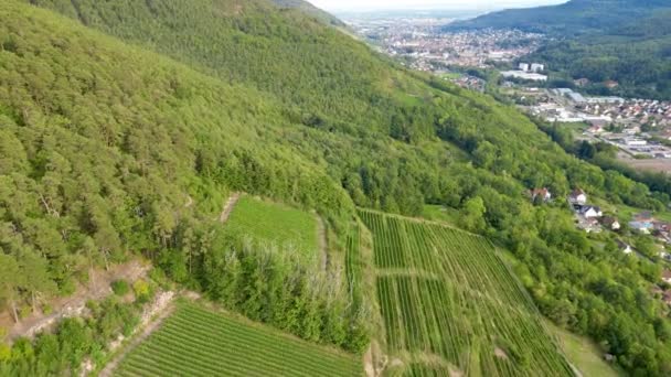 Drohnenabsturz Über Dem Elsass Von Baumwipfeln Zur Panorama Skyline Eine — Stockvideo