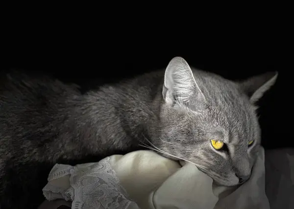 활기찬 Tabby 고양이 검은색 배경에 재미있는 기울기와 가까운 귀여운 초상화 — 스톡 사진