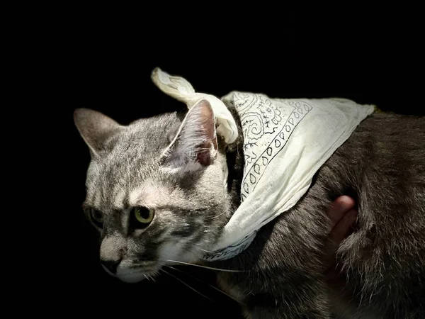 Αστεία Close Πορτρέτο Ενός Χαριτωμένο Γκρι Tabby Kitten Ένα Μαντήλι — Φωτογραφία Αρχείου