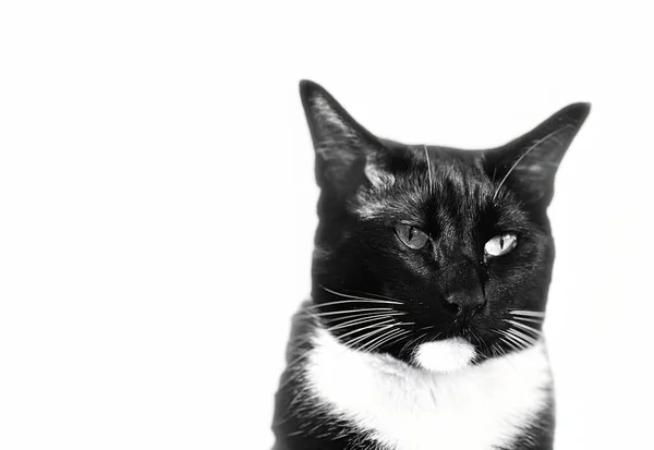 Retrato Gato Siamês Impressionante Contraste Preto Branco Fundo Branco Uniforme — Fotografia de Stock