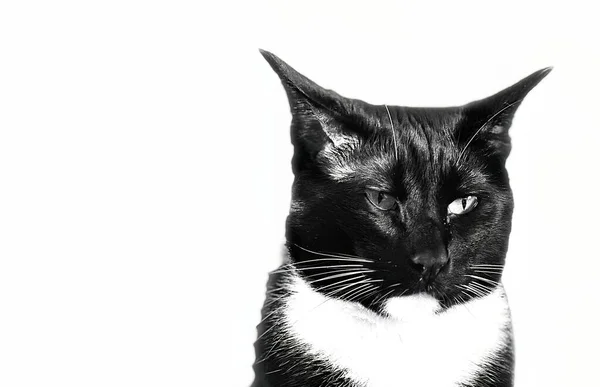 Portrait Siamese Cat Striking Black White Contrast Uniform White Background — Stock Photo, Image