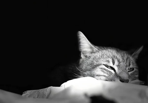 Близкий Портрет Спящего Серого Котенка Закрытыми Глазами Симпатичная Голова Черно — стоковое фото