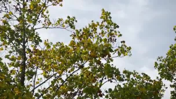 Gentle Transition Trees Adorning Autumnal Hues Vast Expansive Sky — Stock Video