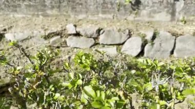 Soultz-Haut-Rhin, Alsace, 10 Ekim 2023 'te Soultz-Haut-Rhin' de Rimbach Streambed 'in Dayanıklılığı