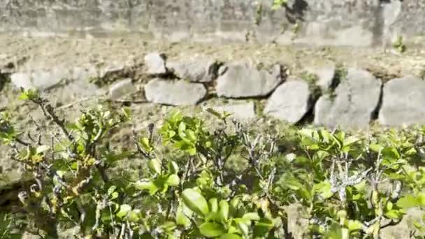 Waning Waters Glimpse Rimbach Streambed Resilience Dryought Soultz Haut Rhin — Αρχείο Βίντεο