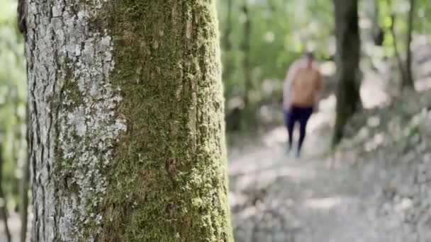Κοντινό Πλάνο Της Φύσης Ένα Υφασμένο Φλοιό Adorned Moss Ένα — Αρχείο Βίντεο