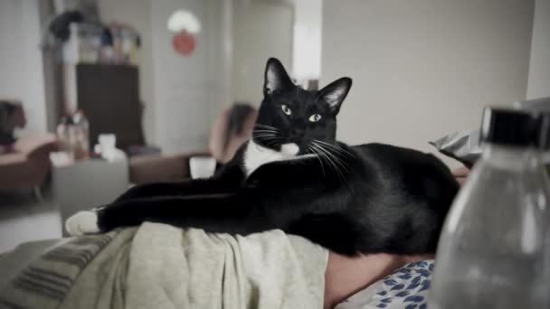 Königliche Schwarz Weiße Katze Beim Liegen Einem Modernen Wohnraum Intimes — Stockvideo