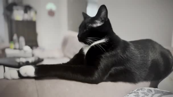 Serene Feline Moments Black White Cat Relaxes Amidst Household Clutter — Stock Video