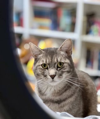 Meraklı Bıyıklar: Kapalı bir ortamda Kedi Bakışı, Kedi Harikası ve Entrikası Özünü Yakalıyor