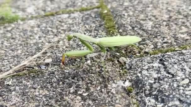 Glimps Nature Elegance Green Praying Mantis Graces Rugged Terrain — Stock video