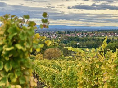 Quaint Wuenheim Köyü Alsace üzüm bağlarının arasında.