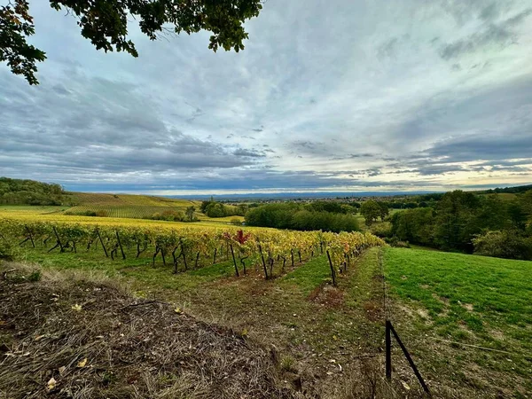 Stormy Skies and Evening Clouds over Riesling Vineyards of Mittelbourg, Alsace