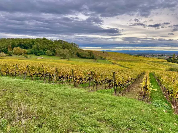 Wuenheim, Alsace 'a bakan Mittelbourg Tepesi Riesling üzüm bağları