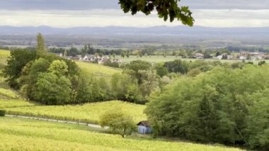 Wuenheim Köyü Alsace 'ın sonbahar sarmaşıklarının arasında.