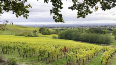 Wuenheim, Alsace 'a bakan Mittelbourg Tepesi Riesling üzüm bağları